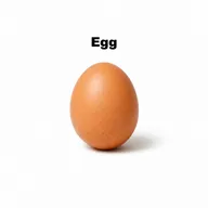 Egg